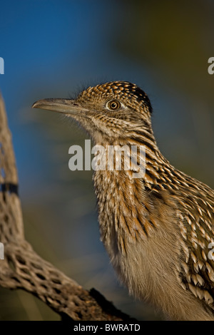 Plus de Roadrunner Geococcyx californianus) (Arizona Banque D'Images