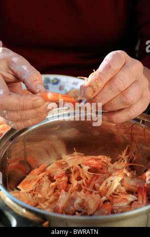 Close up of Womans mains peler les crevettes au chaudron à l'extérieur Banque D'Images