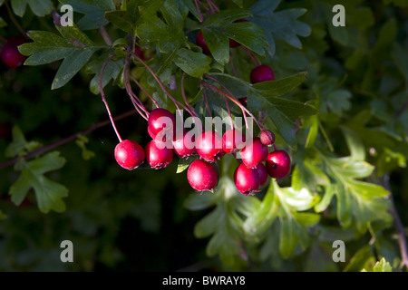 Baies rouges de l'aubépine Crataegus monogyna, Bush Banque D'Images