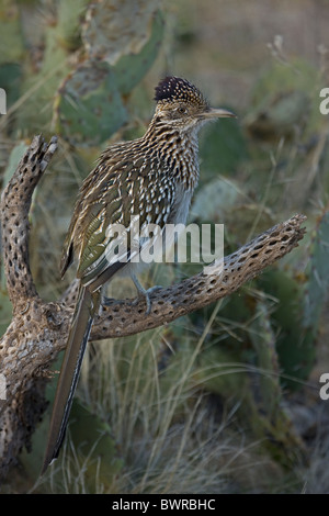 Plus de Roadrunner Geococcyx californianus) (Arizona Banque D'Images