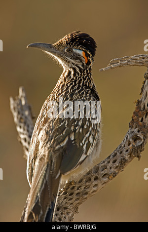 Plus de Roadrunner Geococcyx californianus) (Arizona Banque D'Images