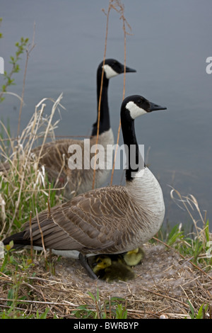 Bernache du Canada (Branta canadensis) Mère et père protéger les jeunes sur son nid - New York Banque D'Images