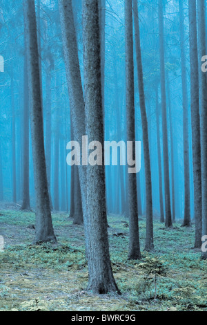 La Bohême fond botanique conifères les conifères les conifères République Tchèque Europe Jour Jour brouillard extérieur Fores Banque D'Images