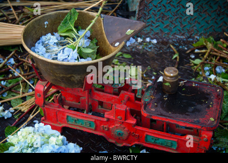 Dans un village rural market à Bali, en Indonésie, une marchande de fleurs utilise une vieille échelle pour peser un achat pour être utilisées dans l'offre hindou Banque D'Images