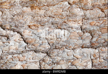 Surface d'un brun écorce de pin - un arrière-plan horizontal Banque D'Images