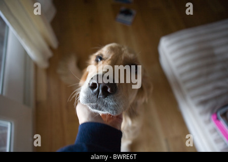 High angle view of cute golden retriever chien de compagnie d'obtenir un zéro sur son menton à la maison Banque D'Images
