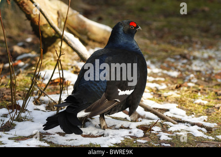 Tétras Tetrao tetrix Blackgame Lyrurus tetrix Europe Allemagne Bavière bavarois Forêt hiver oiseaux mâles Banque D'Images