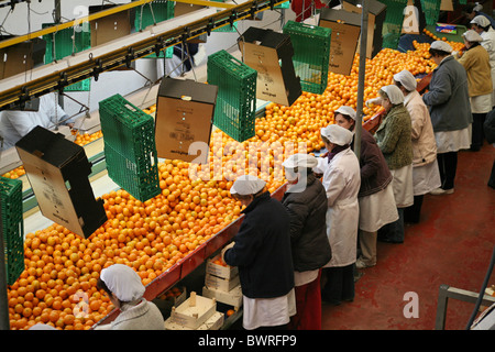 Oranges Mandarines Espagne Europe Valence Food Factory à l'intérieur Piscine agrumes alimentaire Transformation des fruits je Banque D'Images