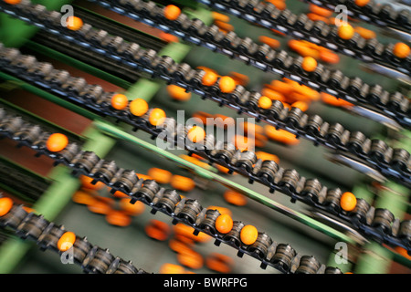 Oranges Mandarines Espagne Europe Valence Food Factory à l'intérieur Piscine agrumes alimentaire Transformation des fruits je Banque D'Images