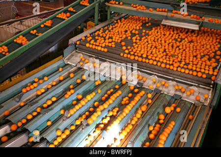 Oranges Mandarines Espagne Europe Valence Food Factory à l'intérieur Piscine agrumes alimentaire Transformation des fruits je Banque D'Images