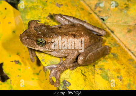 Osteocephalus taurinus frog de l'Equateur Banque D'Images