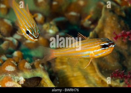 Cardinafish wassinski Apagon corail, Raja Ampat, Indonésie Banque D'Images
