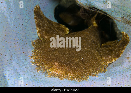 Eucrossorhinus dasypogon wobbegong, pampilles, dans une oreille d'éponge Raja Ampat Indonésie Banque D'Images