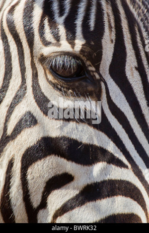 Plan Macro sur l'oeil de zèbre (Equus quagga). La photo a été prise dans le parc national Kruger, Afrique du Sud. Banque D'Images