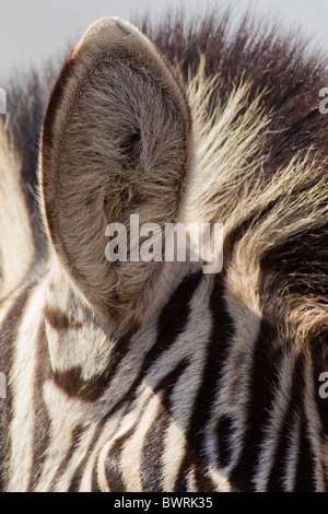 Macro shot l'oreille d'un zèbre des plaines (Equus quagga). La photo a été prise dans le parc national Kruger, Afrique du Sud. Banque D'Images