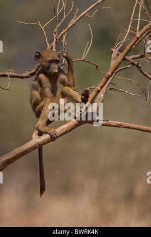 Portrait d'un babouin chacma (Papio ursinus) dans le bush. La photo a été prise dans le parc national Kruger, Afrique du Sud. Banque D'Images