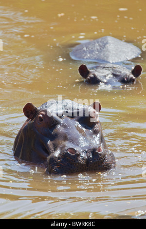 Portrait d'un Hippopotame (Hippopotamus amphibius) dans un trou d'eau. La photo a été prise dans le parc national Kruger, Afrique du Sud. Banque D'Images