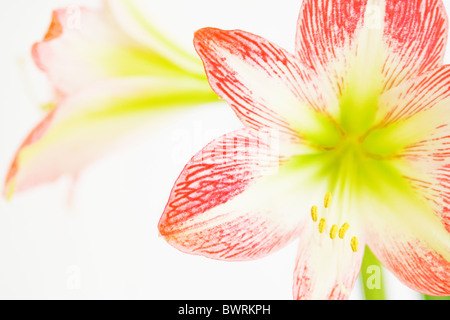 Les fleurs de l'Amaryllis rose - détail Banque D'Images
