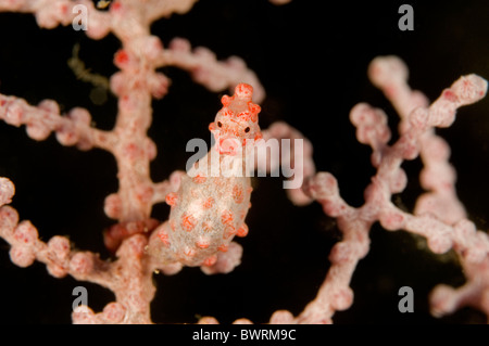 Cheval de mer, hippocampe pygmée bargibanti, Raja Ampat Indonésie Banque D'Images