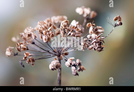 Graines de berce du Caucase Heracleum sphondylium tête - commun Berce du Caucase Banque D'Images