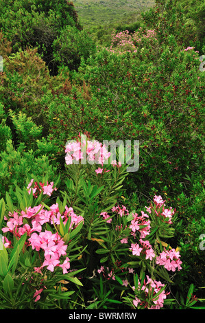 Fleurs de laurier-rose sauvage, Nerium oleander Apocynaceae, Île de Capraia, Toscane, Italie Banque D'Images