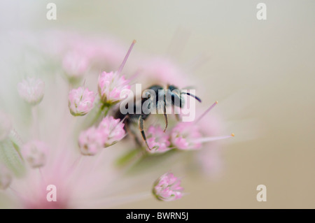 Une petite abeille dans un Astrantia major capitule - Masterwort Banque D'Images