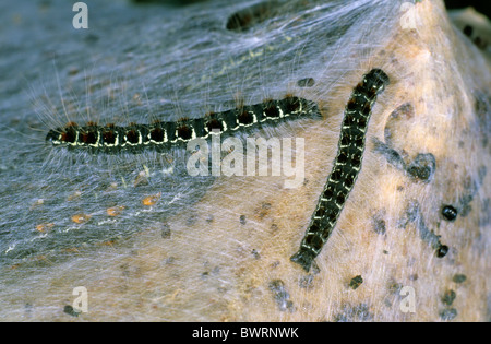 (Eriogaster lanestris petite Eggar), chenilles en dehors de leur cocon communal Banque D'Images