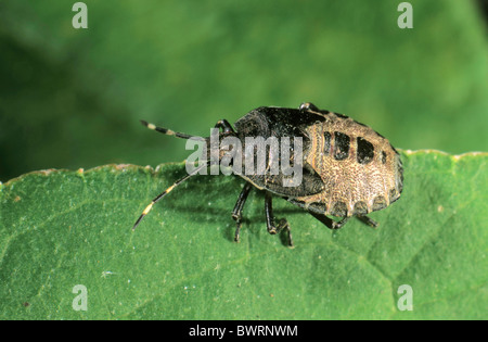 Stink Bug (Rhaphigaster nebulosa), larves Banque D'Images