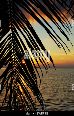 Coucher de soleil sur la mer vu à travers une silhouette du cocotier, de frondes aux Maldives. Banque D'Images