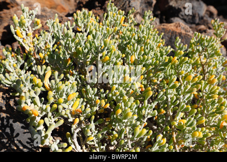 Bean-Caper (Zygophyllum fontanesii des Canaries), Lanzarote, Canary Islands, Spain, Europe Banque D'Images