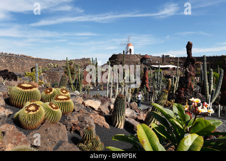 Jardin de cactus avec un moulin à vent, Jardín de cactus, conçue par César Manrique, Guatiza, Lanzarote, Canary Islands, Spain, Europe Banque D'Images