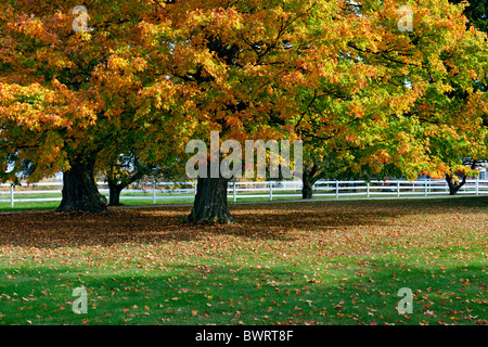 La brillante couleur d'automne de l'érable à sucre dans le comté de Kent dans le Michigan. Banque D'Images