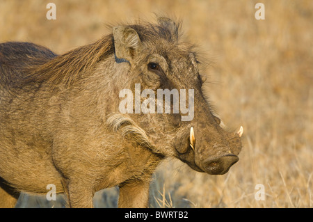 Phacochoerus africanus phacochère commun du Parc National Kruger en Afrique du Sud Banque D'Images