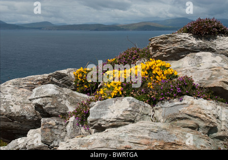 Jusqu'cllose des ajoncs et de la bruyère sur les roches, sheepshead péninsule, West Cork, Irlande Banque D'Images