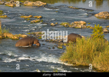 Hippopotamus Hippopotamus amphibius Parc National Kruger en Afrique du Sud Banque D'Images