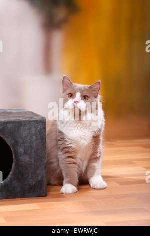 British Longhair Cat, tomcat, fauve-white / Highlander, Lowlander, britannique Banque D'Images