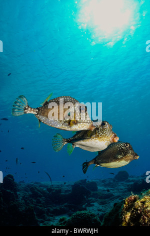 Lactophrys triqueter Smooth trunkfish (Bonaire). Banque D'Images