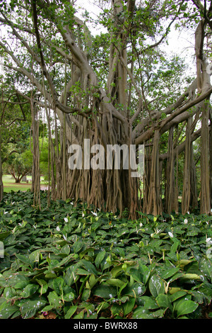 Bengal FIG FIG, Indien, Indien de l'Fig, Banyan ou indien, Banyan Ficus benghalensis, Moraceae. Jardins botaniques de Durban. Banque D'Images