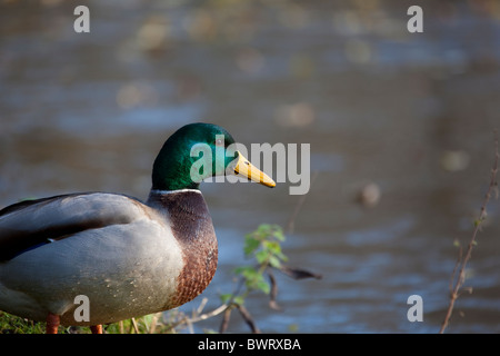 Mallard sur la rive d'un étang dans le Vondelpark, un important parc de la ville de Amsterdm Banque D'Images