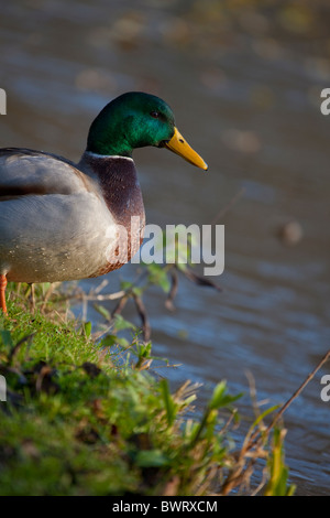 Mallard sur la rive d'un étang dans le Vondelpark, un important parc de la ville de Amsterdm Banque D'Images