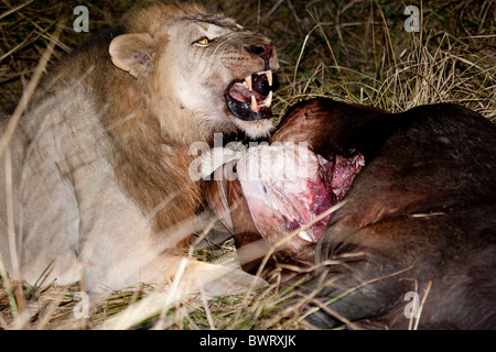 Tuer le lion la nuit, Zambie Banque D'Images