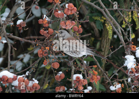 F (Turdus Oiseaux Fieldfare) dans un pommier Crabe cultivar 'Evereste' dans la neige, UK Banque D'Images