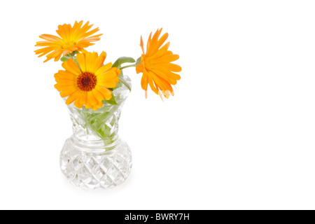 Trois fleurs de calendula dans cut-glass Vase isolé sur fond blanc Banque D'Images