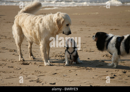 Réunion Golden Retriever Cavalier King Charles Spaniel puppy, tricolore, avec 12 semaines, Pays-Bas Banque D'Images