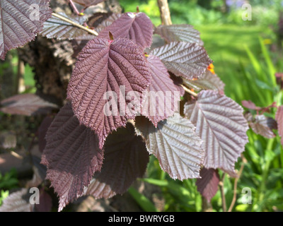 Corylus maxima 'Purpurea' Cultivar. Arbre généalogique Famille Hazel Banque D'Images