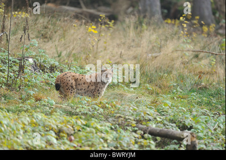 Lynx Boréal - lynx (Lynx lynx) debout dans une clairière - Forêt de Bavière (Bayerischer Wald) - NP Sumava Banque D'Images