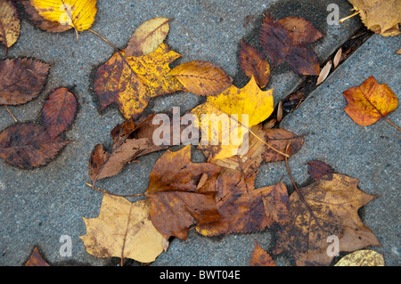 Les feuilles d'automne sur le trottoir. Banque D'Images