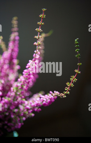 Tiges de vacances violet heather plante, Erica carnea Myretoun Ruby Banque D'Images