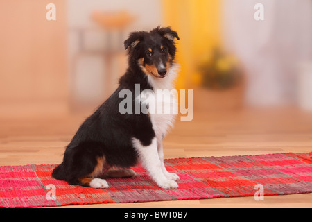 Chiot, sheltie, 4 1/2 mois / Shetland Sheepdog, côté Banque D'Images