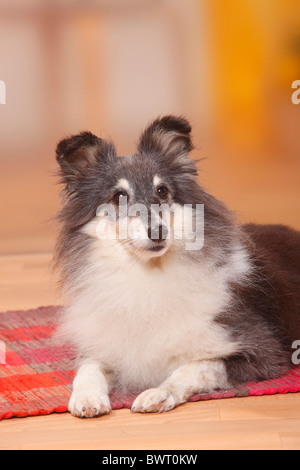 Sheltie, 9 ans / Shetland Sheepdog Banque D'Images